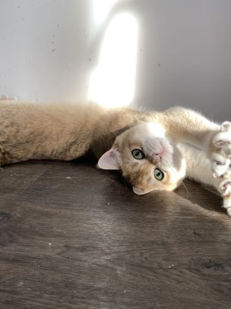 Bkh Kitten mit Stammbaum