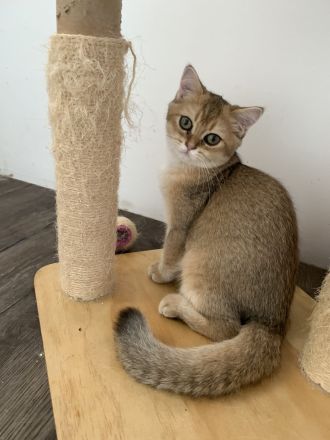 Bkh Kitten mit Stammbaum