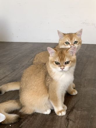 Bkh Kitten mit Stammbaum