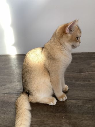 Bkh Kitten mit Stammbaum