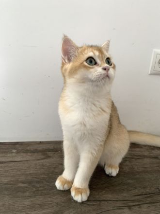 Bkh Kitten mit Stammbaum