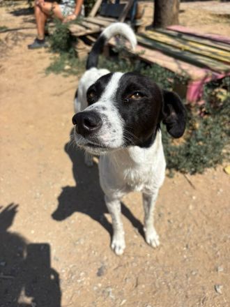 Super sozialer Ozzy sucht sein Glück