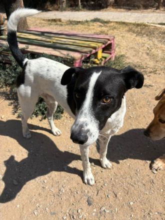 Super sozialer Ozzy sucht sein Glück