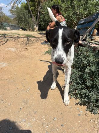 Super sozialer Ozzy sucht sein Glück