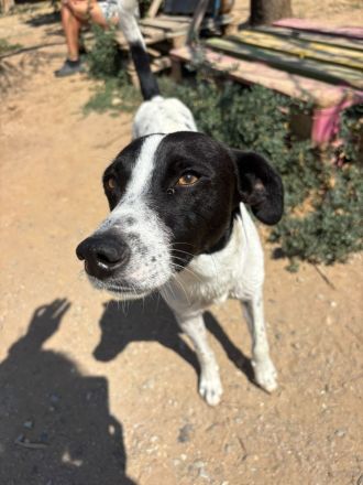 Super sozialer Ozzy sucht sein Glück