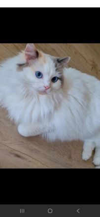 Ragdoll kitten mit Stammbaum