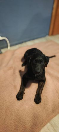 Appenzeller Labrador