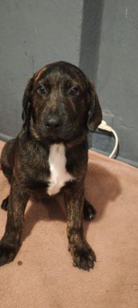 Appenzeller Labrador
