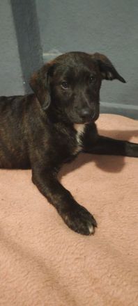 Appenzeller Labrador