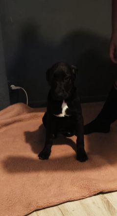 Appenzeller Labrador