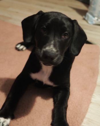 Appenzeller Labrador