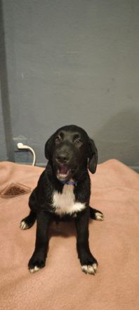Appenzeller Labrador