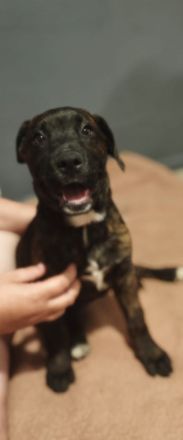 Appenzeller Labrador