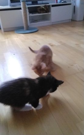 Zwei süße Kätzchen zum Verkauf!