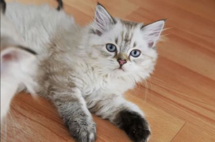 Kitten British Langhaar