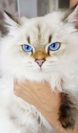 Kitten British Langhaar