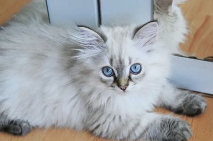 Kitten British Langhaar