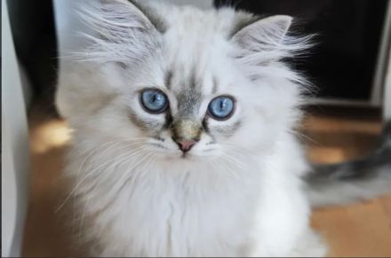 Kitten British Langhaar