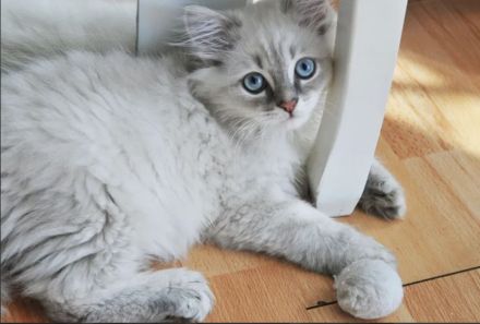 Kitten British Langhaar
