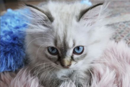 Kitten British Langhaar