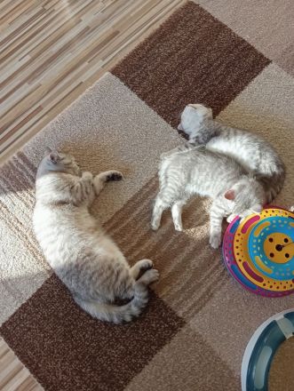 BKH Kitten,  Mädchen abholbereit