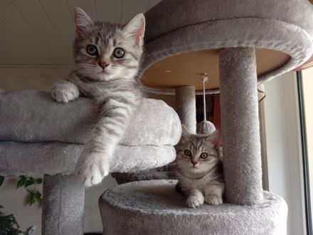 BKH Kitten,  Mädchen abholbereit