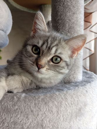 BKH Kitten,  Mädchen abholbereit