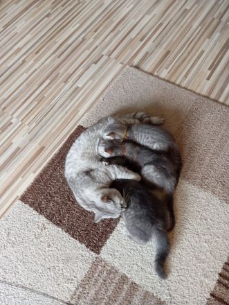 BKH Kitten,  Mädchen abholbereit