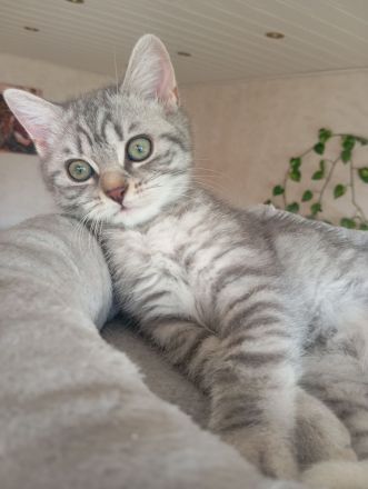BKH Kitten,  Mädchen abholbereit