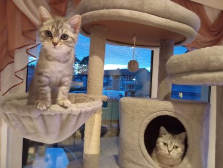 BKH Kitten,  Mädchen abholbereit
