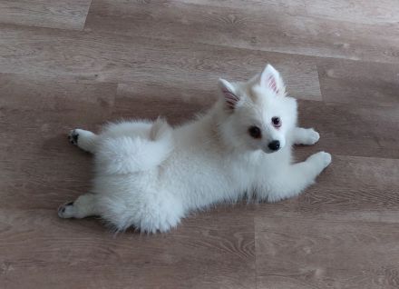 Deutscher Spitz sucht neues Zuhause