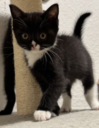 Ragdoll x BKH Kitten sind abgabebereit