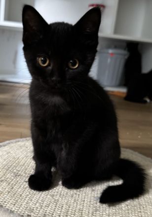 Ragdoll x BKH Kitten sind abgabebereit