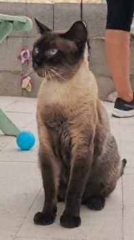 Hermes, FelV positiv