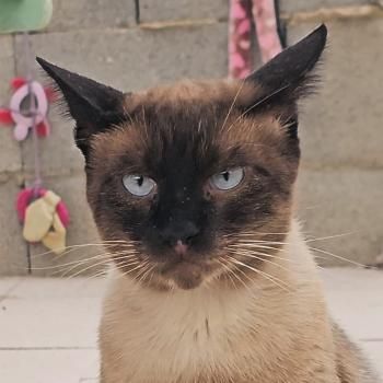 Hermes, FelV positiv