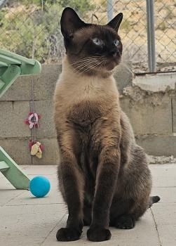 Hermes, FelV positiv