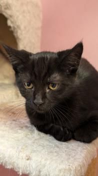 Waldraut, Waldruth, Waldemara