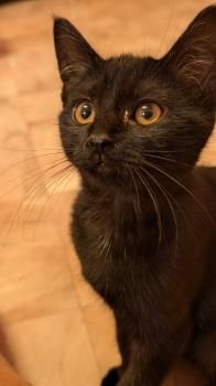 Waldraut, Waldruth, Waldemara