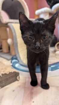 Waldraut, Waldruth, Waldemara