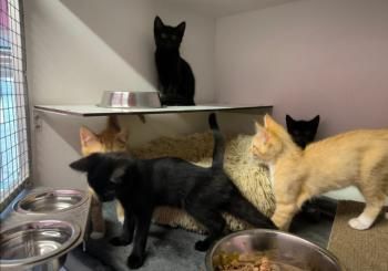 Waldraut, Waldruth, Waldemara