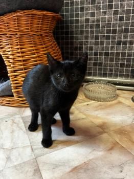 Waldraut, Waldruth, Waldemara