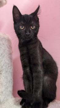 Waldraut, Waldruth, Waldemara