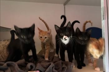 Waldraut, Waldruth, Waldemara