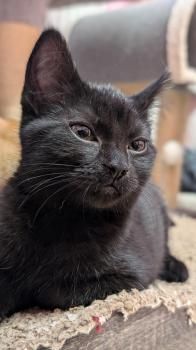 Waldraut, Waldruth, Waldemara