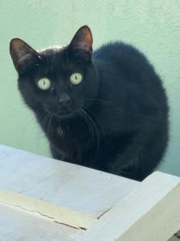 Misha, FIV und FelV positiv