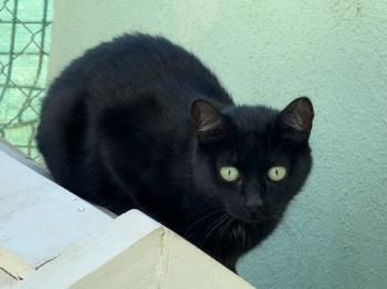 Misha, FIV und FelV positiv