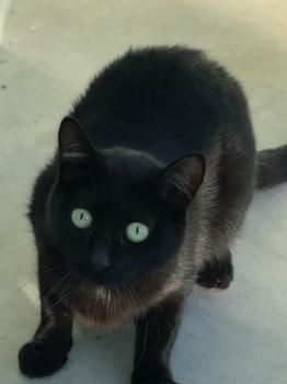 Misha, FIV und FelV positiv