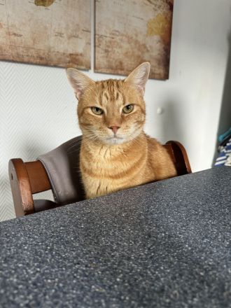 Nemo sucht ein neues Zuhause