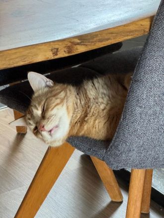 Nemo sucht ein neues Zuhause