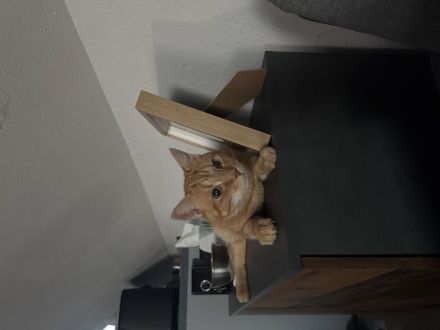 Nemo sucht ein neues Zuhause